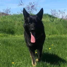 Indie - German Shepherd