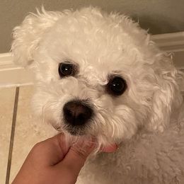 Snowball - Bichon Frise