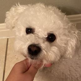 Snowball - Bichon Frise