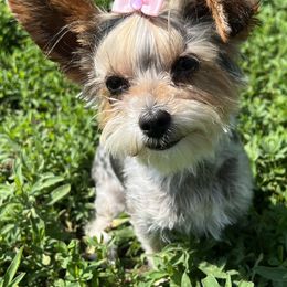Mia - Yorkshire Terrier