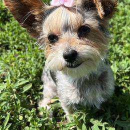 Mia - Yorkshire Terrier