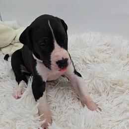 Sally - Mantle female Great Dane puppy in Caldwell, Idaho from Miner's Dynamic Danes