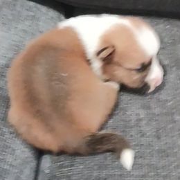 American Corgi and Pembroke Welsh Corgi Puppies from Angelique Brooks