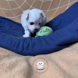 Puppy 4 (Faith) - White female Maltese puppy in Haslet In Dfw, Texas from Maltese Puppies in Texas