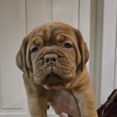 Aqua girl - Red female Dogue de Bordeaux puppy in Michigan from Boondocks Bordeaux