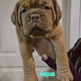 Aqua girl - Red female Dogue de Bordeaux puppy in Michigan from Boondocks Bordeaux