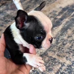 Small Male 1 - Black and white male Boston Terrier puppy in Mc Donough, Georgia from Ballard Boston Terriers
