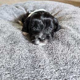 Dumplings - Black and white male Cavapoo puppy in Nevada, Missouri from Backroad Fur Babies