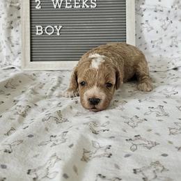 Cavapoo, Cockapoo, Goldendoodle, and Maltipoo Puppies from Perdue Puppies
