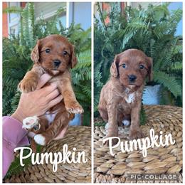 Pumpkin - Red  female Goldendoodle puppy in Trenton, Tennessee from Pickard’s country Golden doodles