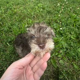Rowan - Liver male Miniature Schnauzer puppy in West Point, Nebraska from Canyon Rose Schnauzers
