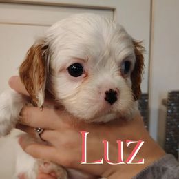 Luz - Blenheim female Cavalier King Charles Spaniel puppy in Rockville, Maryland from Skais the Limit Cavaliers