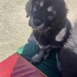 Girl 3 - Tibetan Mastiff puppy in Colorado Springs, Colorado from Wanderlust Tibetan Mastiffs