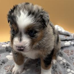 Girl 1 - female Australian Shepherd puppy in California, Kentucky from R and B Aussies