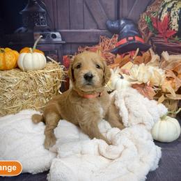 Boy 1 - male Goldendoodle puppy in Lake Panasoffkee, Florida from Donnas Deluxe Doodles LLC