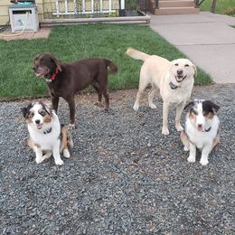 Miniature American Shepherds from Amazing Grace Miniature American Shepherds