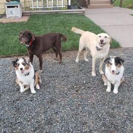 Miniature American Shepherds from Amazing Grace Miniature American Shepherds
