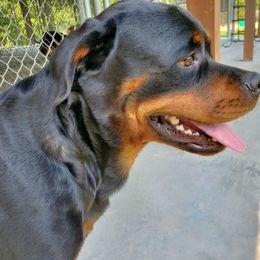 Rottweiler All Grown Up from Morton Von Hause Rottweilers
