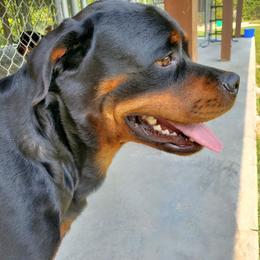 Rottweiler All Grown Up from Morton Von Hause Rottweilers