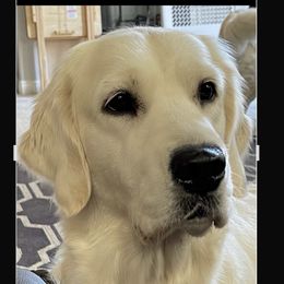 Rowan - Golden Retriever