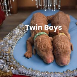 Prince - Poodle puppy from Rosa Red Standard Poodles