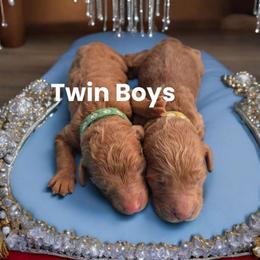 Prince - Poodle puppy from Rosa Red Standard Poodles