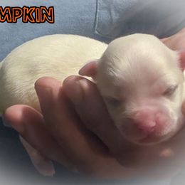 Pumpkin - White male Maltese puppy in Belleville, Michigan from Michigan Maltese Puppies