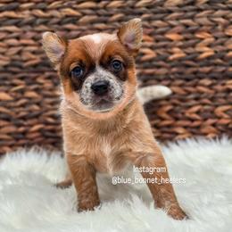 (Yellow) Peggy - Red speckled female Australian Cattle Dog puppy in Burleson, Texas from Bluebonnet Heelers
