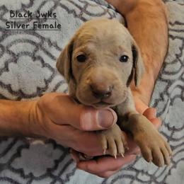 Black Collar - Silver gray female Weimaraner puppy in Indiana from So-IN Weimaraner's