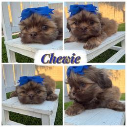 Chewie - Liver male Shih Tzu puppy in Coolidge, Arizona from Shih Tzu’s  ‘N’ Love