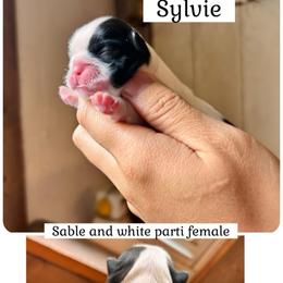 Sylvia - Brown and white female Shichon puppy in Pennsylvania from Manor Hills Shih Tzus