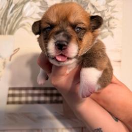 Aspen - Red male Pembroke Welsh Corgi puppy in New Port Richey, Florida from Spots and Sploots