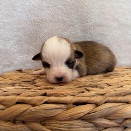 Bingo - Red male Pembroke Welsh Corgi puppy in Alabama from White Oak Corgis and Retrievers