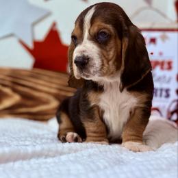 Outlaw - Black brown and white male Basset Hound puppy in Springfield, Missouri from Baylee’s Bassets