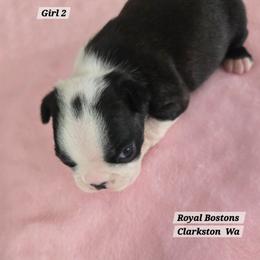Girl 2 - Black brindle and white female Boston Terrier puppy in Clarkston, Washington from Royal Bostons