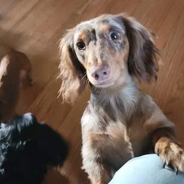 Gypsy - Dachshund