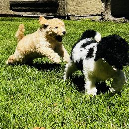 Poodle Puppies from Honeycutt Akc Standard Poodles