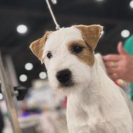 Border Terriers and Parson Russell Terriers from Meadowlake Terriers