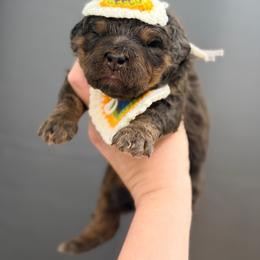Dumbledore - Harry Potter Litter - Phantom male Bernedoodle puppy in Charleston, South Carolina from Palm Belle Doodles