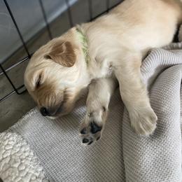 Golden Retriever Puppies from Sweeter Than Honey Golden Retrievers, LLC.