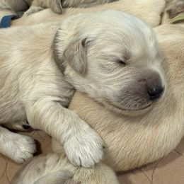Hulk - Light golden male Golden Retriever puppy in Oregon from Bliss Retrievers