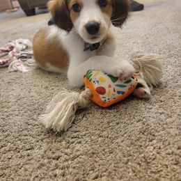 Nederlandse Kooikerhondje Puppies from Ragnarök Kooikerhondjes
