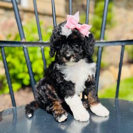 Abigail - Tri-color female Bernedoodle puppy in Bowling Green, Ohio from FDF Pyredoodles & Bernedoodles