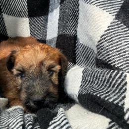 Simba - Wheaten male Soft Coated Wheaten Terrier puppy in Nokomis, Illinois from Windhill Wheatens