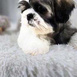 Yoda - Tricolor male Shih Tzu puppy in Hialeah, Florida from Jolie glz