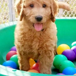 Goldendoodle Puppies from Wisconsin Doodle Dog of La Crosse