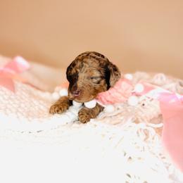 Jellybean - Merle female Labradoodle puppy in Elizabethtown, Kentucky from Reddy Poodles & Doodles