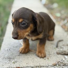 Dachshund Puppies from Jennifer Chadwell
