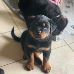 Rottweiler Puppies from Exodus Rottweilers