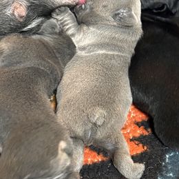 French Bulldog Puppies from K&J Frenchies